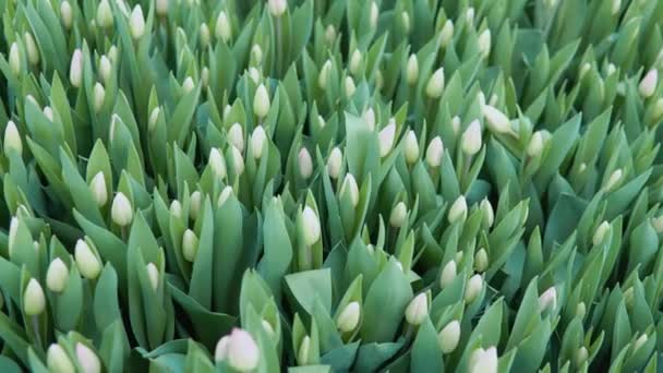 Tulipanes blancos en venta en florerías — Vídeos de Stock