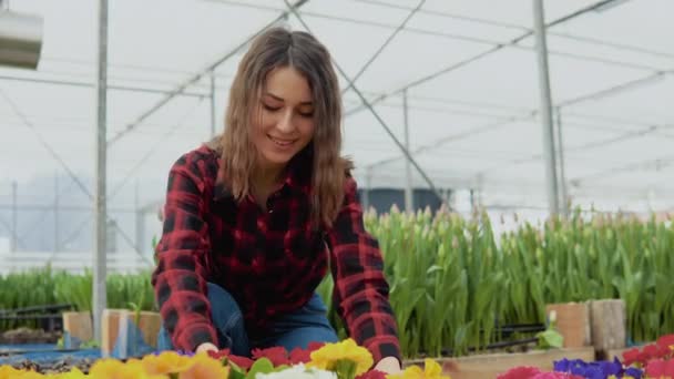 Joyful young female florist with a smile arranges colorful flowers in pots — Stock Video