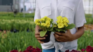 Çiçekçi saksılarda iki tane parlak sarı çiçek çalısı tutuyor. Çiçek saksılarının yakın çekim görüntüsü. Çiçekçilik, bitki yetiştirme.