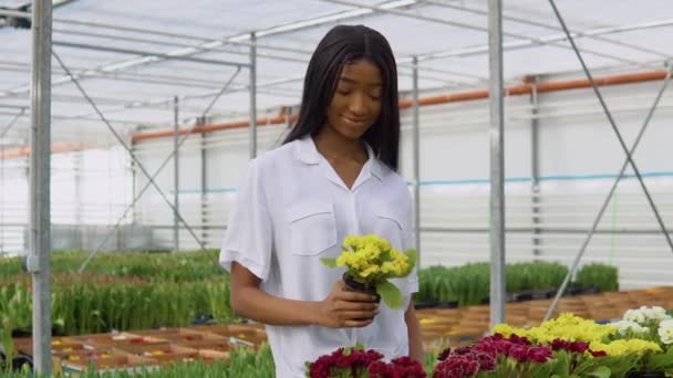 Όμορφη νεαρή Αφρο-Αμερικανίδα με λευκό πουκάμισο επιλέγει λουλούδια στο θερμοκήπιο — Αρχείο Βίντεο