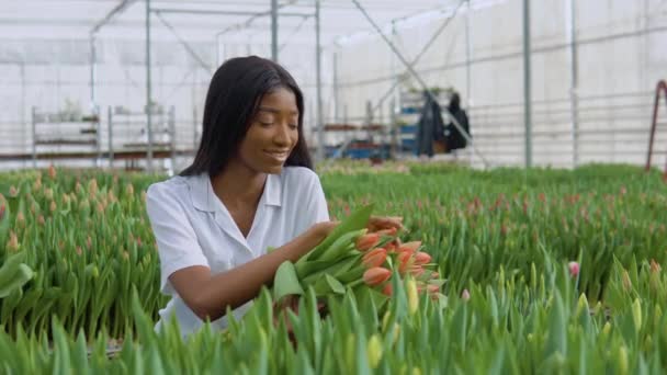 Schöne junge afroamerikanische Mädchen in einem weißen Hemd bewundert die Blumen der Tulpen in einem Strauß. Anbau von Tulpen, Beruf Floristin — Stockvideo