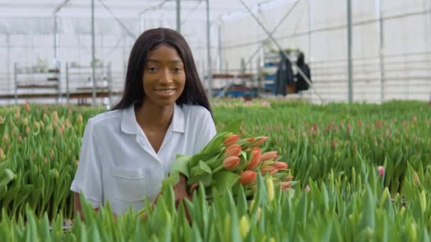 Gyönyörű, fiatal afro-amerikai lány fehér ingben egy csokor frissen szedett koralltulipánt tart a kezében. Növekvő tulipánok, szakma virágárus — Stock videók