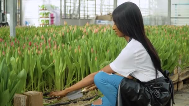 Krásná mladá Afroameričanka v bílé košili a černé zástěře obdělává půdu v blízkosti tulipánů. Pěstování květin ve skleníku, profese květinářství — Stock video