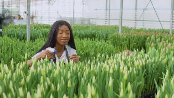 Młoda piękna Afroamerykanka kwiaciarnia z długimi prostymi włosami ubrana w białą koszulę i czarny fartuch ochlapuje białe tulipany wodą. Floryda i botanika — Wideo stockowe