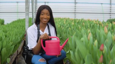Genç bir Afro-Amerikalı çiçekçi pembe laleler arasında oturur ve elinde kırmızı bir sulama kabı tutar. Kadın lale çiçeklerini suluyor. Çiçek yetiştirmek için sera