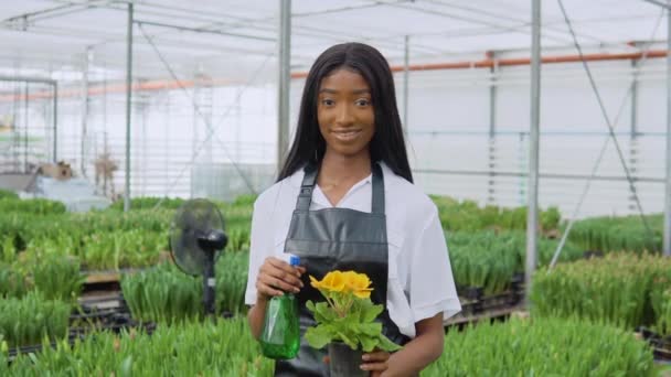 ポットとウォータースプリンクラーに黄色の花を保持する若いアフリカ系アメリカ人の花屋。花の成長のための温室 — ストック動画