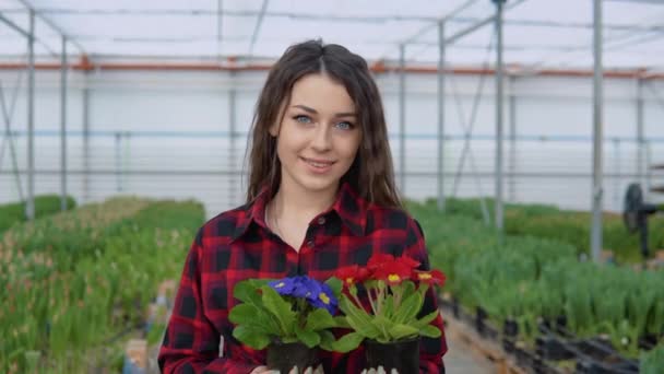 Joven florista o botánica en un invernadero sosteniendo dos macetas de flores azules y rojas — Vídeos de Stock