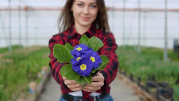 Krásné fialové květy se žlutými středy v květináči v rukou kavkazské květinářství ve skleníku nebo skleníku. důraz na květiny, rozmazaný obraz člověka — Stock video