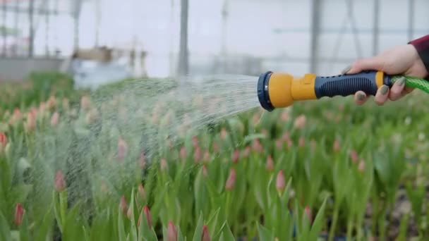 En el invernadero, el agua fluye de una manguera en la mano de una floristería — Vídeos de Stock