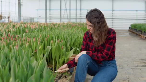 Bloemist jong meisje in een rood-zwart shirt en jeans cultiveert de grond met een hark in een kas met tulpen — Stockvideo