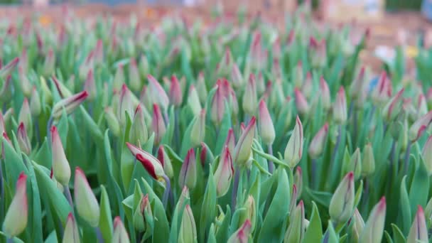 花屋で販売するための成長した赤いチューリップ。花の美学 — ストック動画