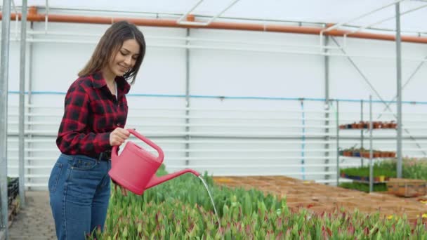 Fata tânără florar într-o cămașă și blugi într-o fermă standuri care dețin o cutie de udare roșie și udarea plantelor — Videoclip de stoc