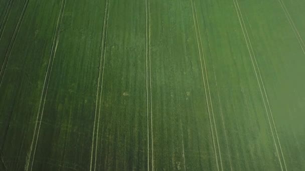 Campi verdi. Fotografia aerea delle colture. Cibo biologico. Cereali. Fagioli. Barbabietola — Video Stock