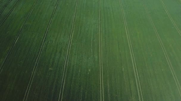 Groene velden. Luchtfotografie van gewassen. Biologisch voedsel. Granen. Bonen. Biet — Stockvideo