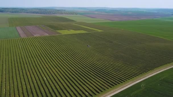 Campi verdi. Fotografia aerea delle colture. Cibo biologico. Cereali. Fagioli. Barbabietola — Video Stock