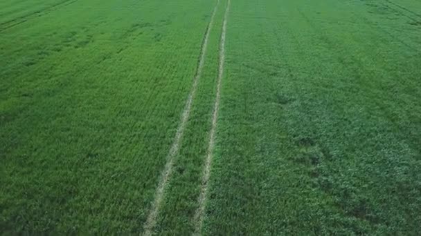 Campos verdes. Fotografía aérea de cultivos. Comida ecológica. Cereales. Frijoles. Remolacha — Vídeos de Stock