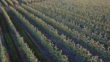 Elma ağaçlarının yetiştiği bir elma çiftliğinin sıraları. Çiçek açarken bahçenin havadan çekilmiş fotoğrafı. Şarap endüstrisi. Doğal meyve suyu. Organik yiyecekler