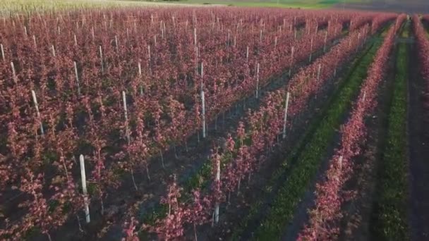 Řádky jabloně, kde se pěstují jabloně. Letecká fotografie zahrady během květu. Vinařství. Přírodní šťáva. Organické potraviny — Stock video