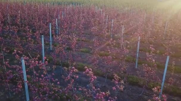 Řádky jabloně, kde se pěstují jabloně. Letecká fotografie zahrady během květu. Vinařství. Přírodní šťáva. Organické potraviny — Stock video
