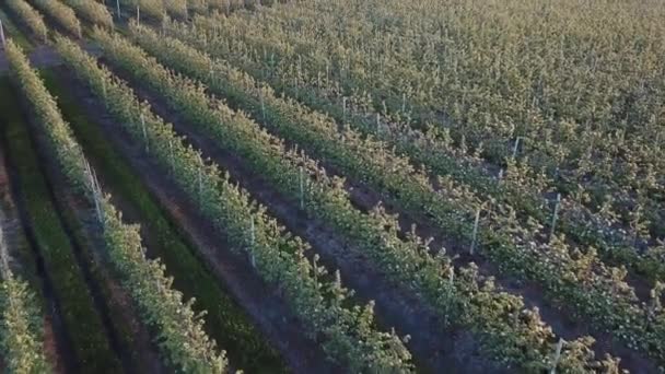 Elma ağaçlarının yetiştiği bir elma çiftliğinin sıraları. Çiçek açarken bahçenin havadan çekilmiş fotoğrafı. Şarap endüstrisi. Doğal meyve suyu. Organik yiyecekler — Stok video