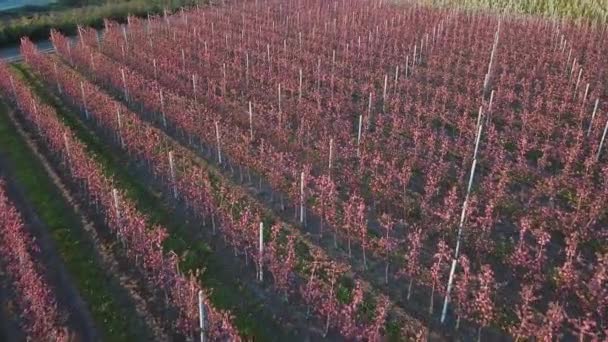 Rows of an apple farm where apple trees are grown. Aerial photography of the garden during flowering. Wine industry. Natural juice. Organic food — Stock Video