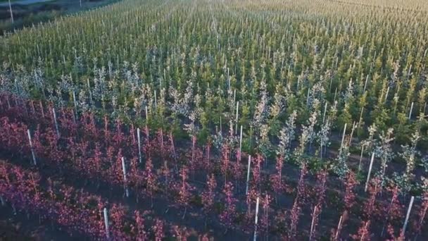 Reihen einer Apfelfarm, wo Apfelbäume angebaut werden. Luftaufnahmen des Gartens während der Blüte. Weinindustrie. Natürlicher Saft. Biologische Lebensmittel — Stockvideo