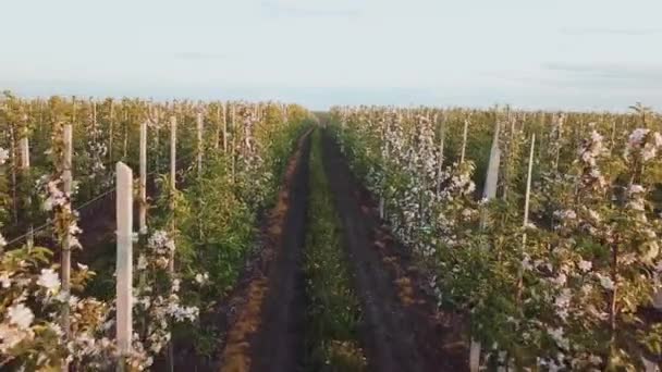 Rader på en äppelgård där äppelträd odlas. Flygfoto av trädgården under blomningen. Vinindustrin. Naturlig juice. Ekologiska livsmedel — Stockvideo