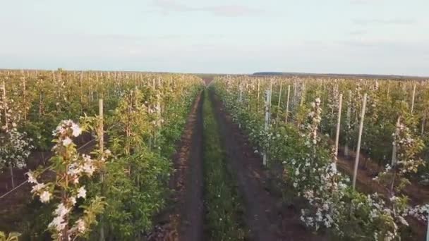 Filas de una granja de manzanos donde se cultivan manzanos. Fotografía aérea del jardín durante la floración. Industria del vino. Jugo natural. Alimentos ecológicos — Vídeo de stock