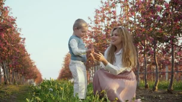Мама з сином цілуються. Маленький джентельмен. Молодий син дарує своїй матері дику квітку і цілує її на вулиці в саду біля молодих дерев з рожевими квітками. — стокове відео
