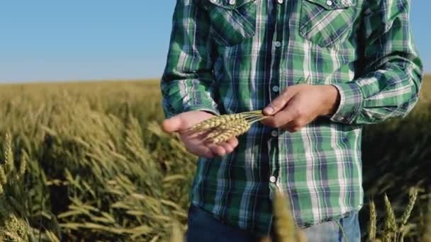 Un joven agricultor agrónomo con barba se encuentra en un campo de trigo bajo un cielo azul claro y sostiene un puñado de espiguillas en sus manos — Vídeo de stock