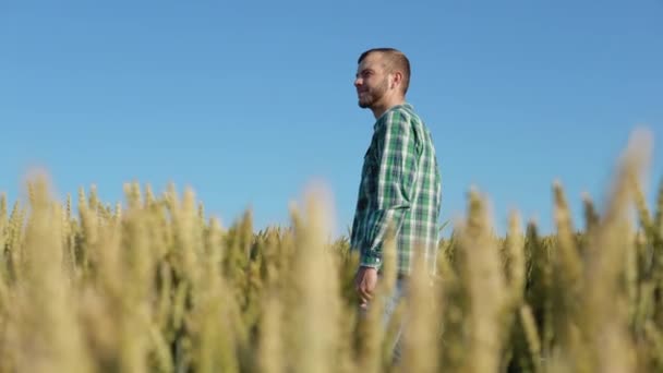 Sakallı genç bir çiftçi açık mavi gökyüzünün altındaki buğday tarlasında duruyor. Yazın sonunda hasat et. — Stok video