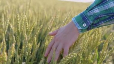 Genç çiftçi tarım işiyle meşgul. Genç bir adamın eli tarlada buğday başaklarını okşar.