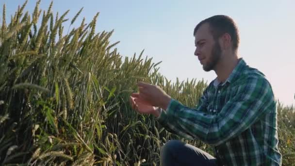 Un joven agricultor agrónomo con barba se sienta en un campo de trigo bajo un cielo azul claro y examina las espigas de trigo — Vídeo de stock