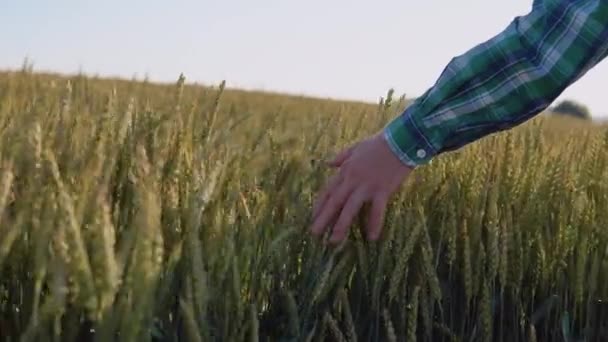 Ręka młodego człowieka głaszcze wierzchołki kłosów pszenicy na polu. Młody rolnik zajmuje się rolnictwem. — Wideo stockowe