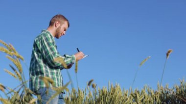 Sakallı genç bir çiftçi açık mavi gökyüzünün altındaki buğday tarlasında dikiliyor ve bir sivrisineği inceliyor. Yazın sonunda hasat et.