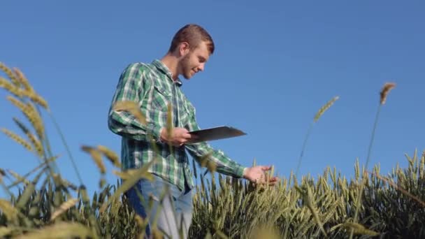 Een jonge boer agronomist met een baard staat in een veld van tarwe onder een helderblauwe hemel en onderzoekt een spikelet. Oogst in de late zomer — Stockvideo