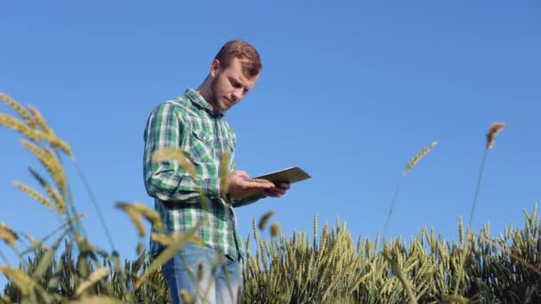 Een jonge boer agronomist met een baard staat in een veld van tarwe onder een helderblauwe hemel en onderzoekt een spikelet. Oogst in de late zomer — Stockvideo