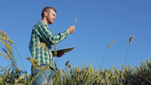 Un giovane agronomo contadino con la barba si trova in un campo di grano sotto un cielo azzurro chiaro ed esamina una spiga. Vendemmia a fine estate — Video Stock