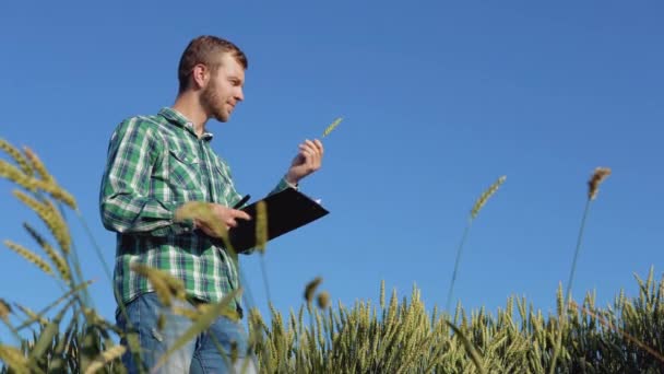 Sakallı genç bir çiftçi açık mavi gökyüzünün altındaki buğday tarlasında dikiliyor ve bir sivrisineği inceliyor. Yazın sonunda hasat et. — Stok video