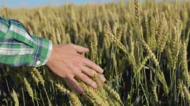 Το χέρι ενός νεαρού αγγίζει τις κορυφές των αυτιών σιταριού σε ένα χωράφι. Ο νεαρός αγρότης ασχολείται με αγροτικές επιχειρήσεις. — Αρχείο Βίντεο