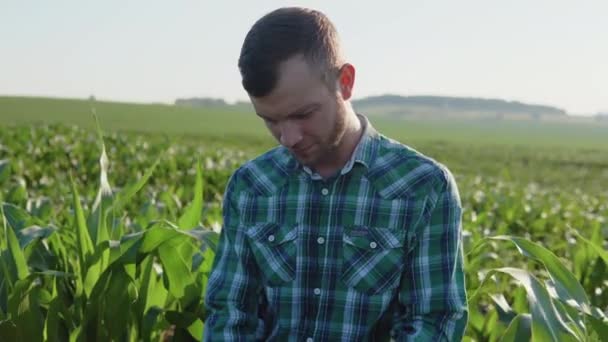 Un joven agrónomo campesino con barba en medio del campo examina las hojas de maíz. Sector agrario — Vídeo de stock