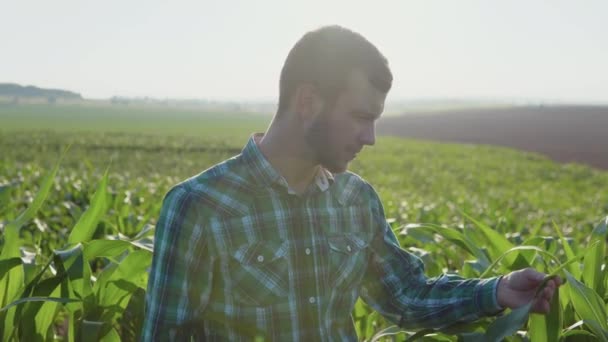 Gårdsverksamhet. En ung bonde agronomen med skägg i mitten av fältet undersöker bladen av majs — Stockvideo