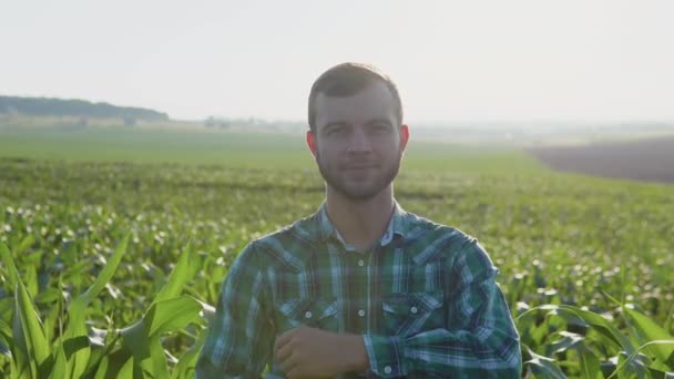 Mladý farmář s plnovousem stojí na kukuřičném poli pod jasně modrou oblohou. Sklizeň v pozdním létě — Stock video