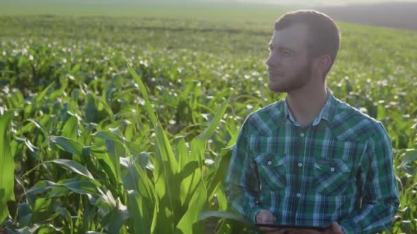 Een jonge boer agronomist met een baard houdt een tablet in zijn handen en bewondert de schoonheid van een maïsveld. Landbouwbedrijven. — Stockvideo