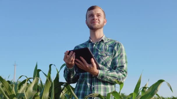 Mladý farmář s plnovousem drží v rukou tabulku a dělá si poznámky uprostřed kukuřičného pole. Zemědělský podnik. — Stock video