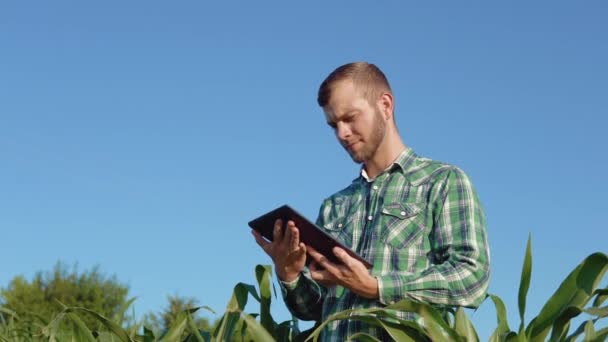 En ung bonde agronomen med skägg håller en tablett i sina händer och gör anteckningar stående i mitten av ett majsfält. Jordbruksverksamhet — Stockvideo