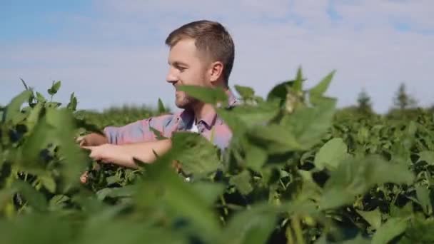 Un joven agricultor mira un brote de soja en su campo — Vídeo de stock