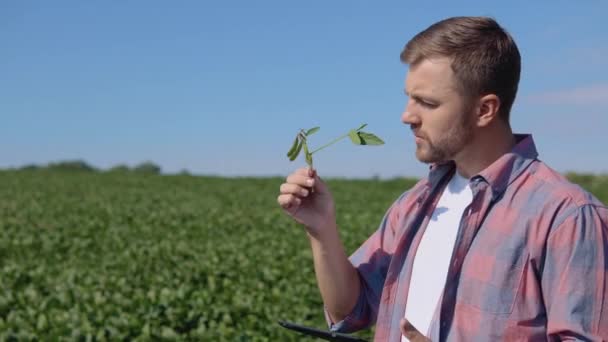 Mladý farmář se podívá na výhonky sóji na svém poli — Stock video