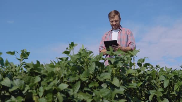 Молодой фермер делает заметки в табличке об особенностях выращивания сои в поле — стоковое видео