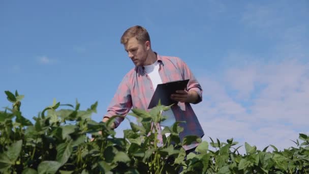 Un joven agricultor toma notas en una tableta sobre las peculiaridades del crecimiento de la soja en el campo — Vídeo de stock